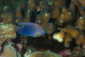Blue Scribbled Damsel Pomacentrus nagasakiensis
