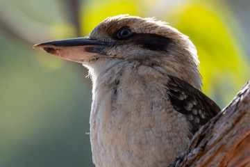 Kookaburra on a branch