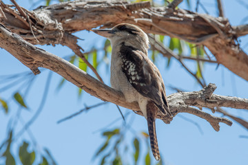 Kookaburra on a branch