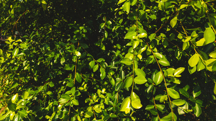Closeup shot of tree leaves 