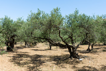 Fototapeta na wymiar olive grove in summer