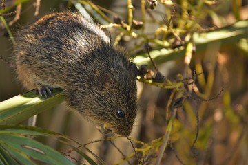 Wild Rat Eating Palm Tree Berries