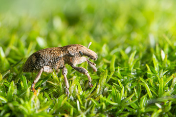 Macro Beetle on plant