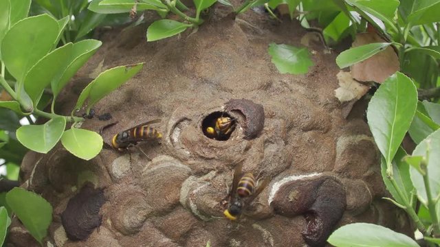 巣から出入りするスズメバチ。日本の長野県で	