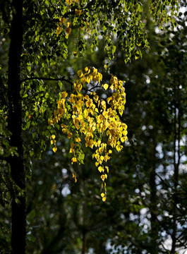 Yellow autumn leaves of a birch tree