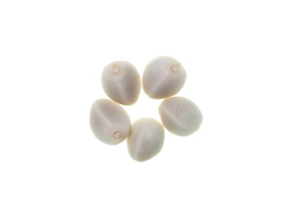 Convolvulaceae seeds plant