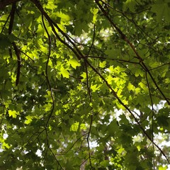 Maple branches with leaves.
