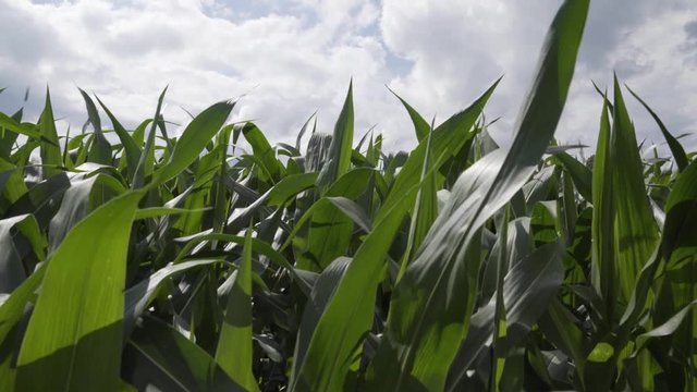 Corn stalk leaves flapping in wind