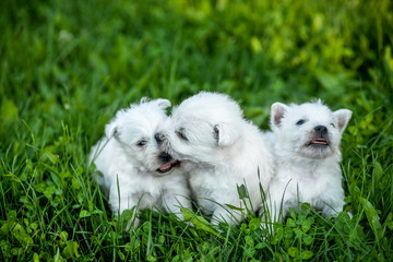 Puppies West Highland White Terrier lies in green grass