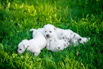 Puppies West Highland White Terrier lies in green grass