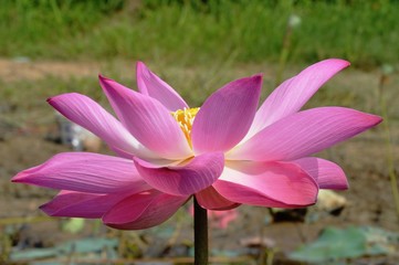 a lotus flower