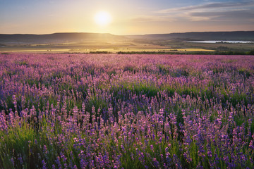 Fototapeta premium Meadow of lavender at sunset.