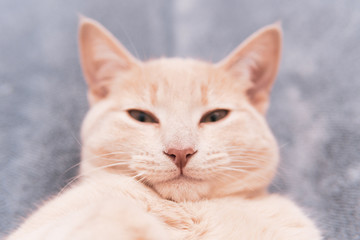 Headshot of a champagne color cat looking at camera. Australian domestic short hair cat portrait.