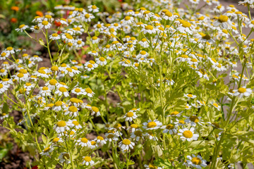 Chamomile in the garden in the summer in July