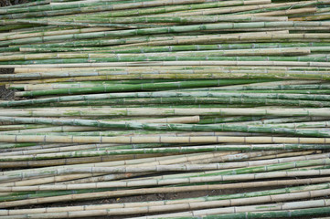 view of row of green and brown bamboo as background