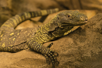 The lizard on the stone.