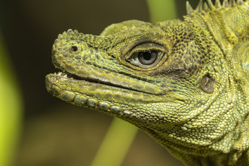 Detail of head lizard with blue eye.