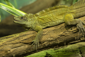 Naklejka premium Green lizard on a branch.