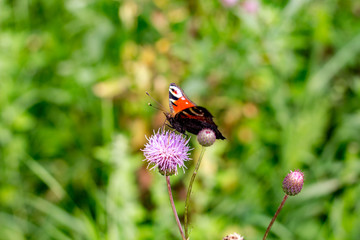 Peacock butterfly (Aglais io) sits on a plant thistle