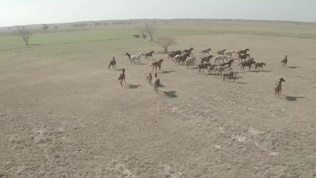 Cows, Horses and Plains. Aereal view.