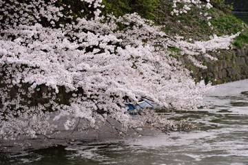 falling japanese cherry blossom at imperial palace with boat in spring