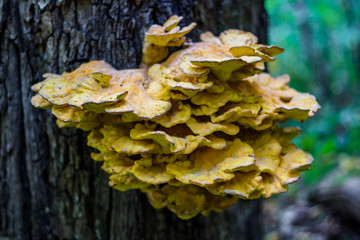 Mushroom Crab-of-the-woods (Laetiporus sulphureus) on a tree in the forest