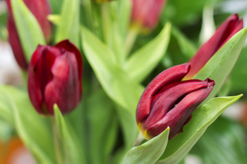 Bouquet of red tulip isolated on white background