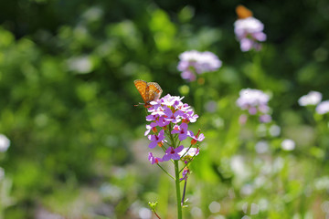 Butterfly over the flowers on the summer meadow