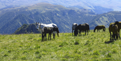 Fototapeta na wymiar A Horses On The Autumn Caucasus Meadow