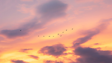 Obraz premium Ptak ruchu leci po niebie o zachodzie słońca o zachodzie słońca wieczorem
