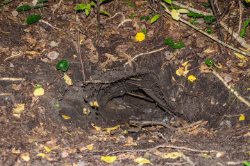 Large fox hole in the forest
