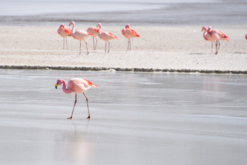 Fototapeta premium James's Flamingo (Phonenicoparrus Jamesi) grazing on the frozen waters of Laguna Hedionda. Sud Lipez Province, Uyuni, Bolivia