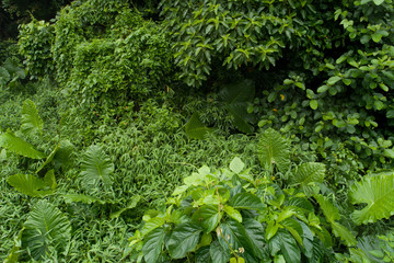 Aerial View of Green Plants in Tropical Rainforest