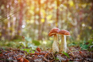 Twin mushrooms growing together in the woods. Collection of natural eco-friendly and vegetarian food