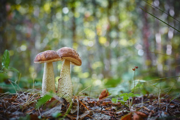 Twin mushrooms growing together in the woods. Collection of natural eco-friendly and vegetarian food.