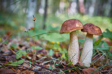 Macrophotography of two boletus mushrooms growing together in the wild forest.