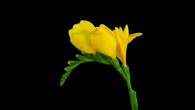 Time-lapse of opening yellow freesia flower buds 3a4 in 4K PNG+ format with ALPHA transparency channel isolated on black background

