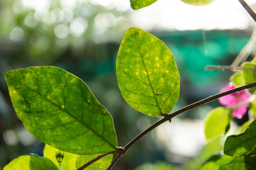 Close up Green leaf in evening light,Nature art concept
