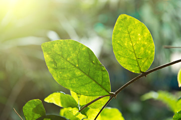 Close up Green leaf in evening light,Nature art concept