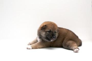 Obraz premium Close-up of a Newborn Shiba Inu puppy. Japanese dog. Beautiful shiba inu puppy color brown. 19 day old. Puppy on white background.