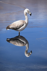 A juvenile James's Flamingo stands on the frozen waters of Laguna Canapa, in the Sud Lipez province, Uyuni, Bolivia