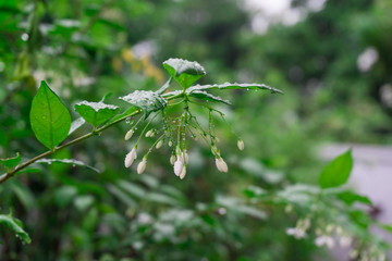 close up green leaves with white flower and water drop.