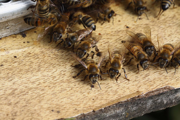 A detachment of the bees in search of nectar is near the hive