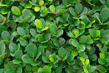 Close up Green leaf after rain in morning light,Nature art concept