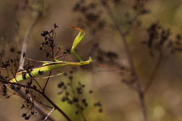 The mantis is interesting for its movements, although these are natural movements for the hunter,...