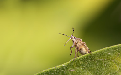 The bug stands on a green leaf on its hind legs in a blurred background, consisting of different shades of green