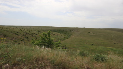 Obraz premium Степь. Деревья. Весна. 