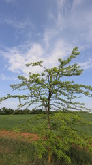 Obraz premium Степь. Деревья. Весна. 