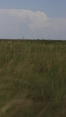 Obraz premium Степь. Ковыль.