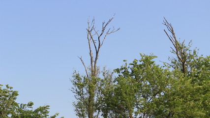 Сухие ветки. Степь. Деревья. Весна.
